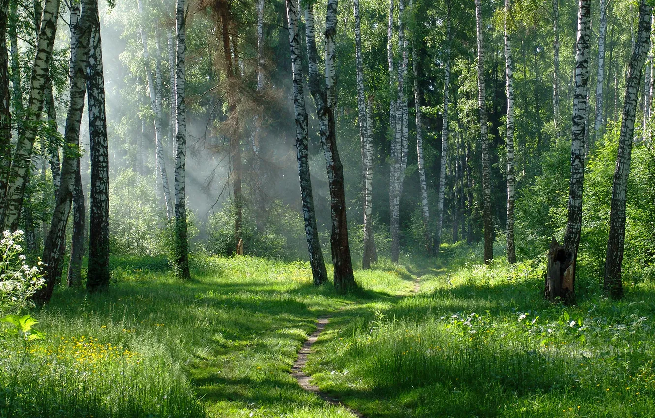 Photo wallpaper greens, forest, summer, grass, trees, the rays of the sun, path, Alexander Medvedev
