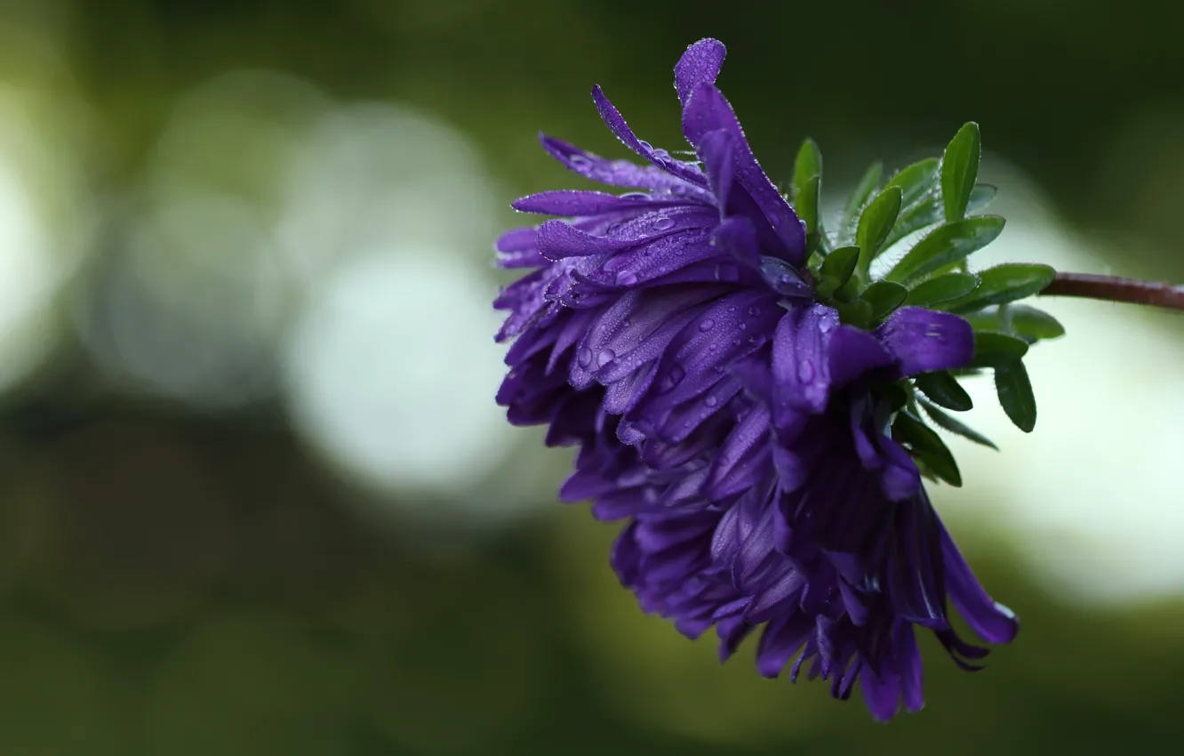Photo wallpaper purple, flowers, bokeh, drops, asters