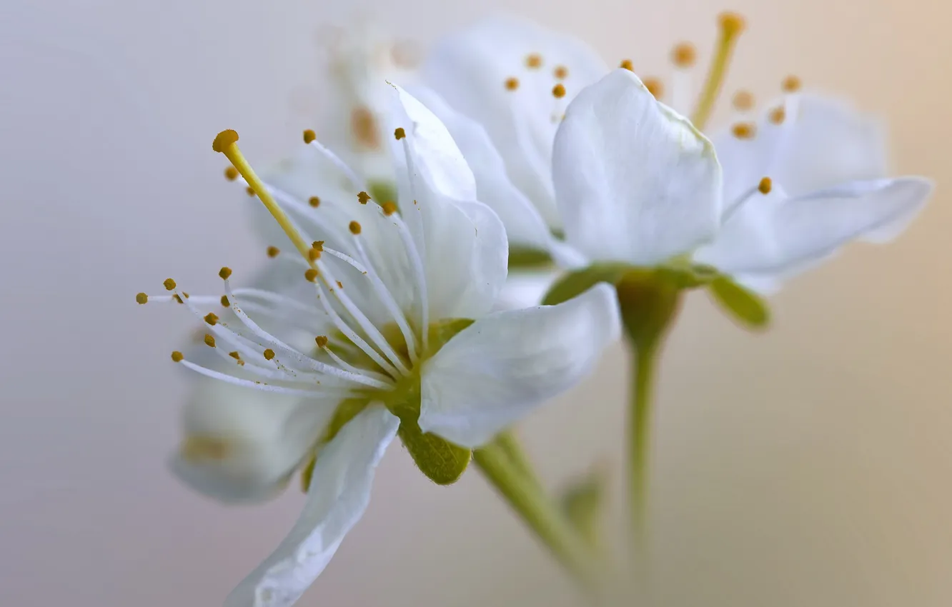 Photo wallpaper flowers, cherry, spring, white, flowering