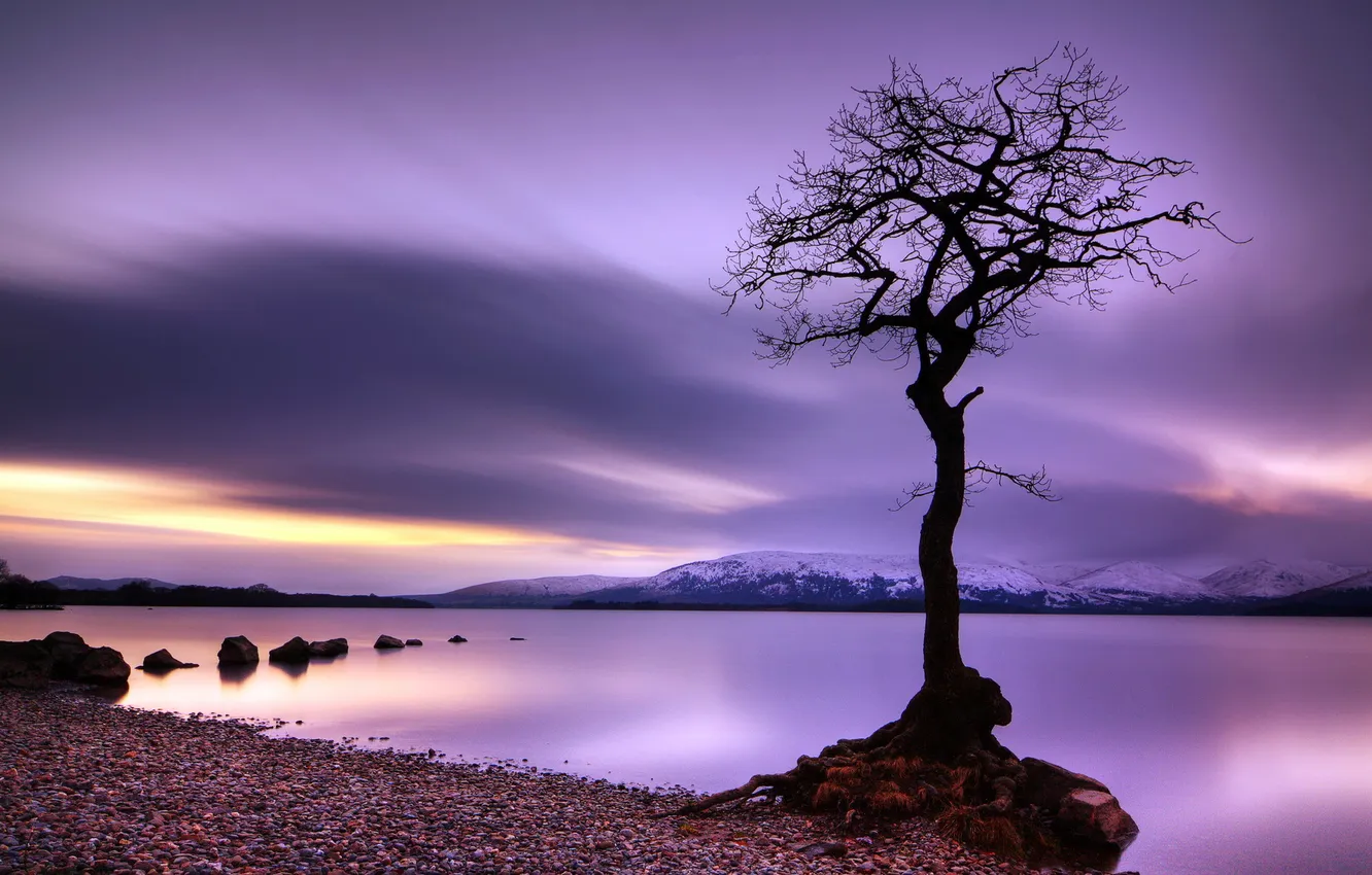 Photo wallpaper trees, mountains, lake