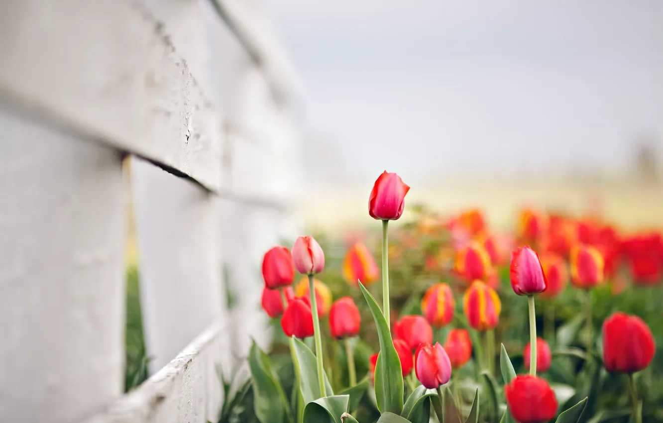 Photo wallpaper flowers, nature, spring, tulips, bokeh