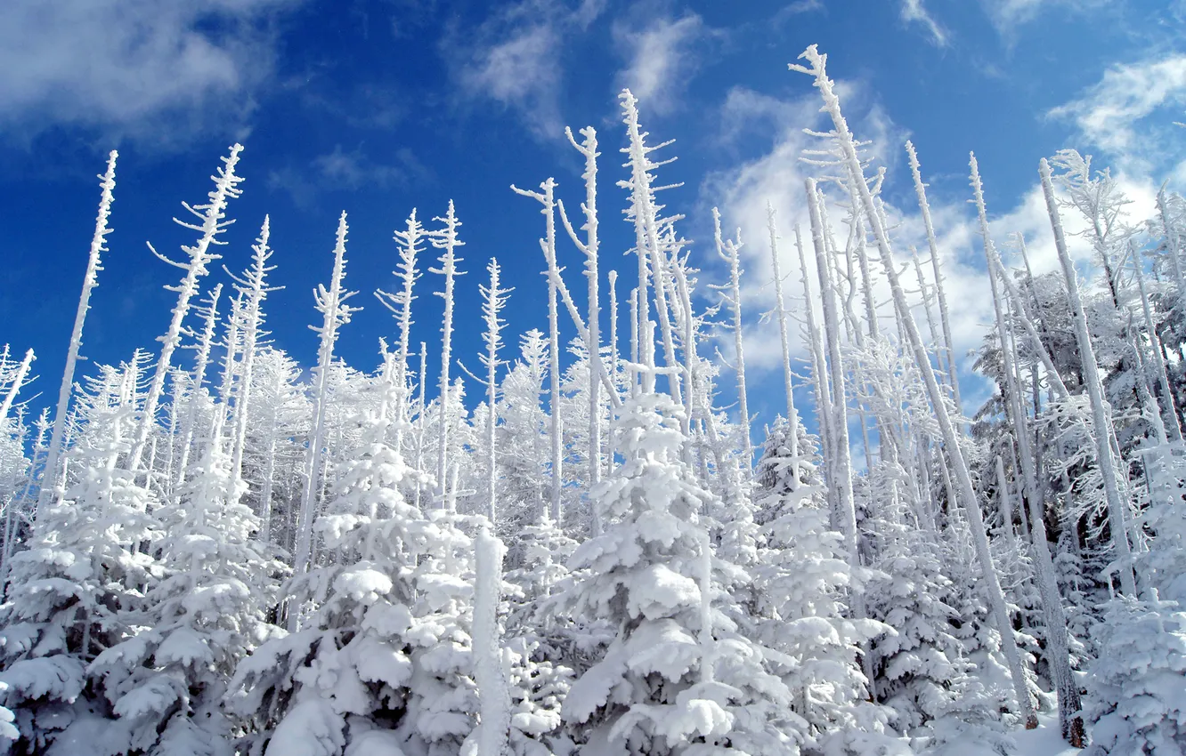 Photo wallpaper winter, forest, the sky, snow, nature