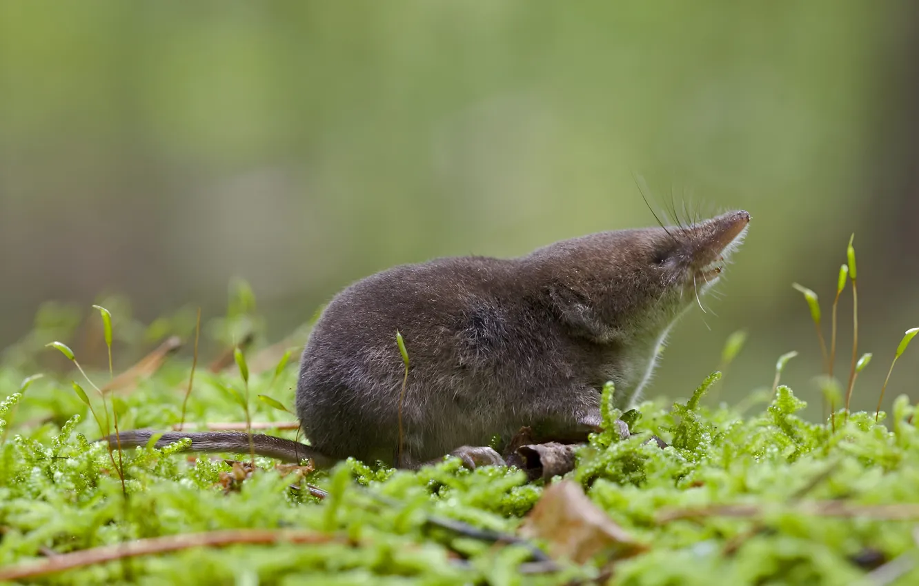 Photo wallpaper moss, shrew, shrew