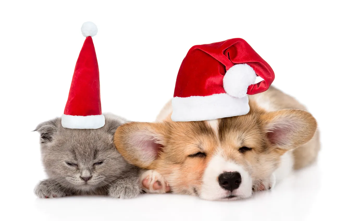 Photo wallpaper kitty, hat, Christmas, puppy, New year, kitty, cat, dog