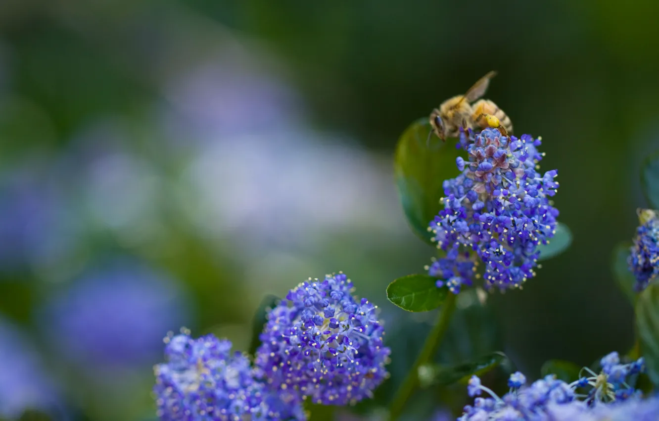 Photo wallpaper greens, flower, macro, blue, nature, bee, blue, plants