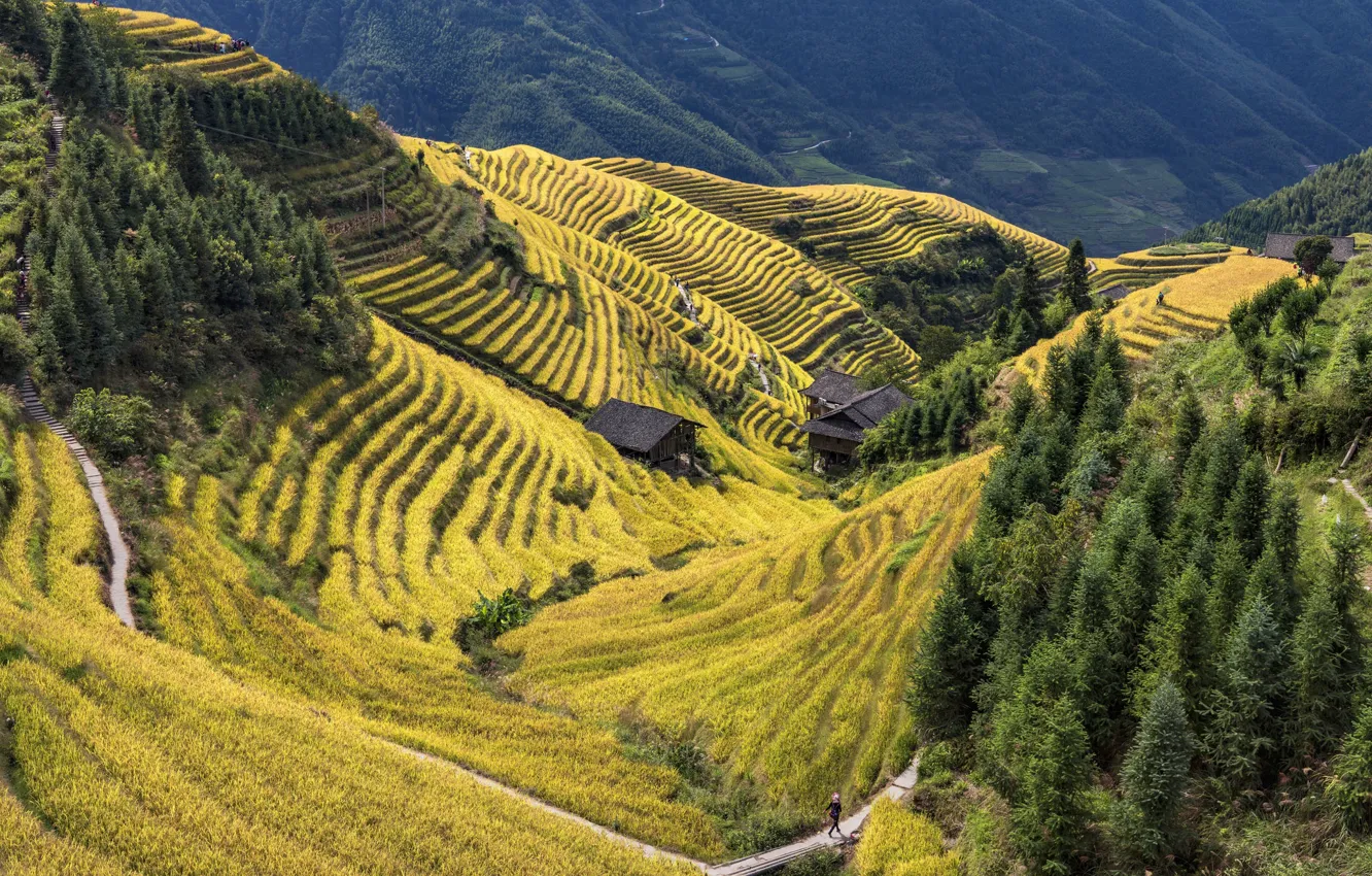 Photo wallpaper China, Longsheng County, terraced rice field