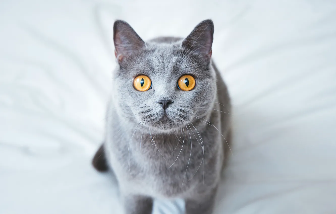 Photo wallpaper cat, cat, look, grey, background, bed, sitting, British