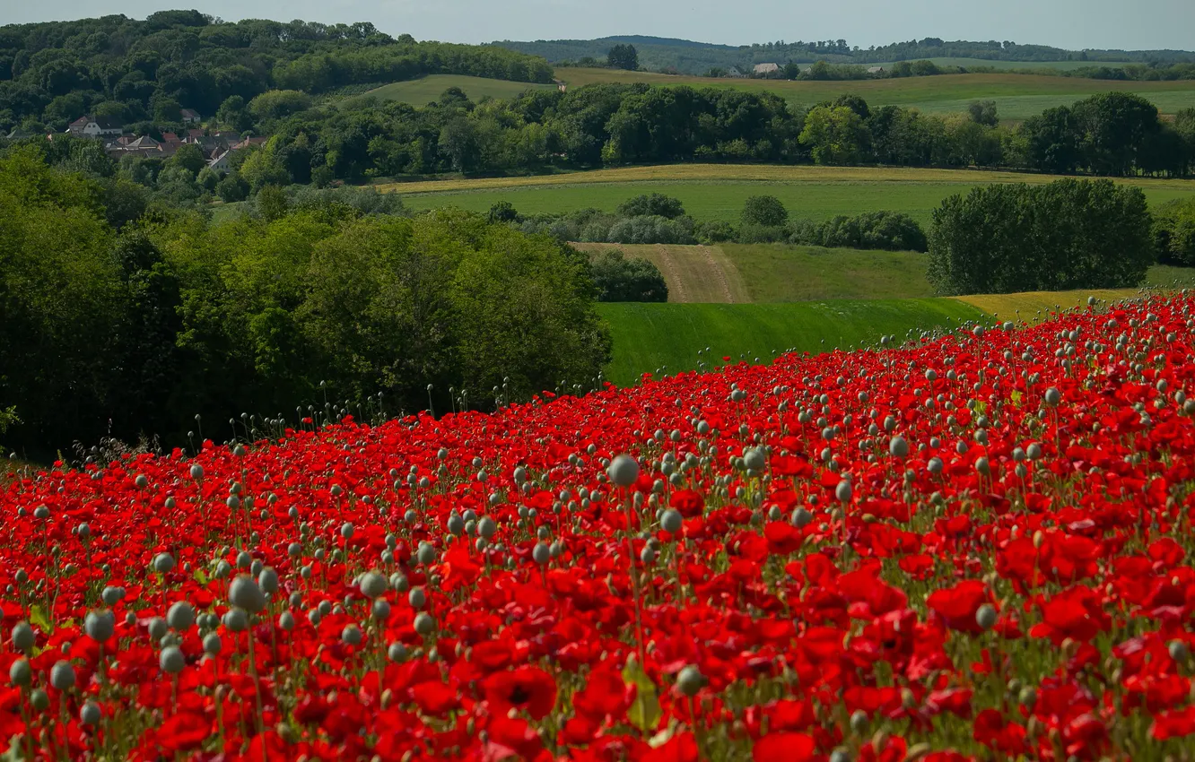 Photo wallpaper greens, field, forest, summer, trees, flowers, red, hills