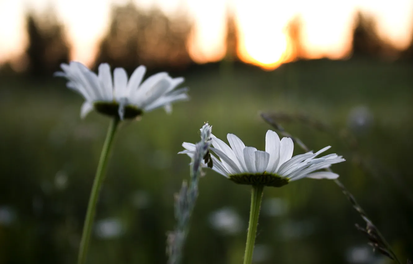 Photo wallpaper summer, Rosa, glade, the evening, sunset, chamomile field