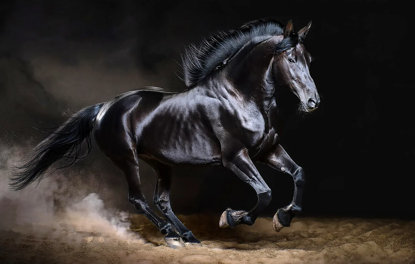 Photo wallpaper horse, horse, gallop, frieze