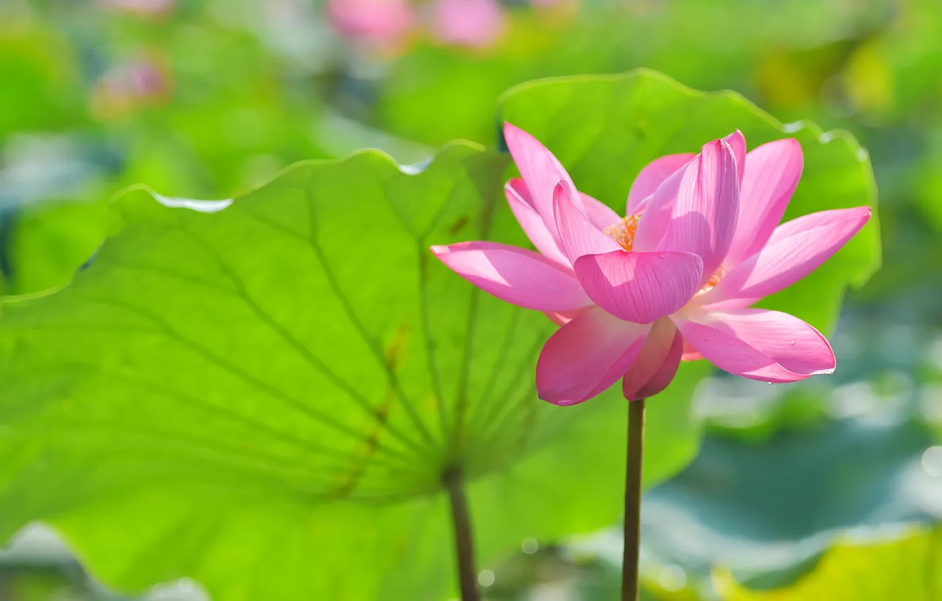 Photo wallpaper flower, leaves, flowers, green, pond, background, pink, one