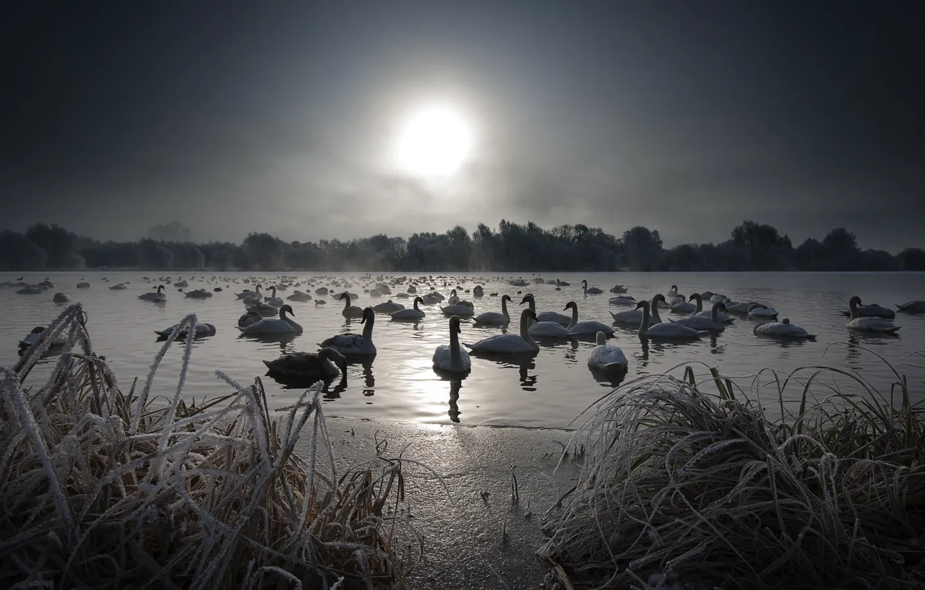 Photo wallpaper night, lake, swans