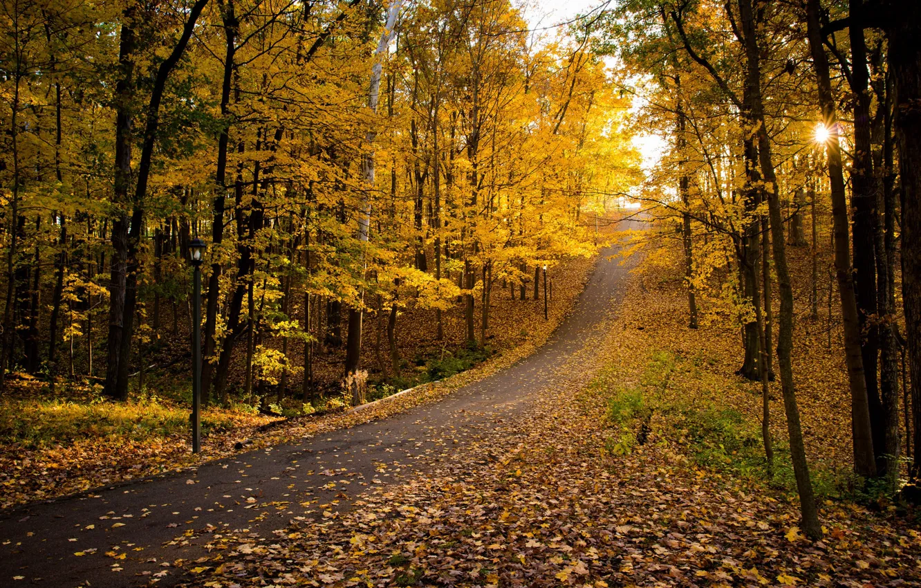 Photo wallpaper road, autumn, Park, foliage