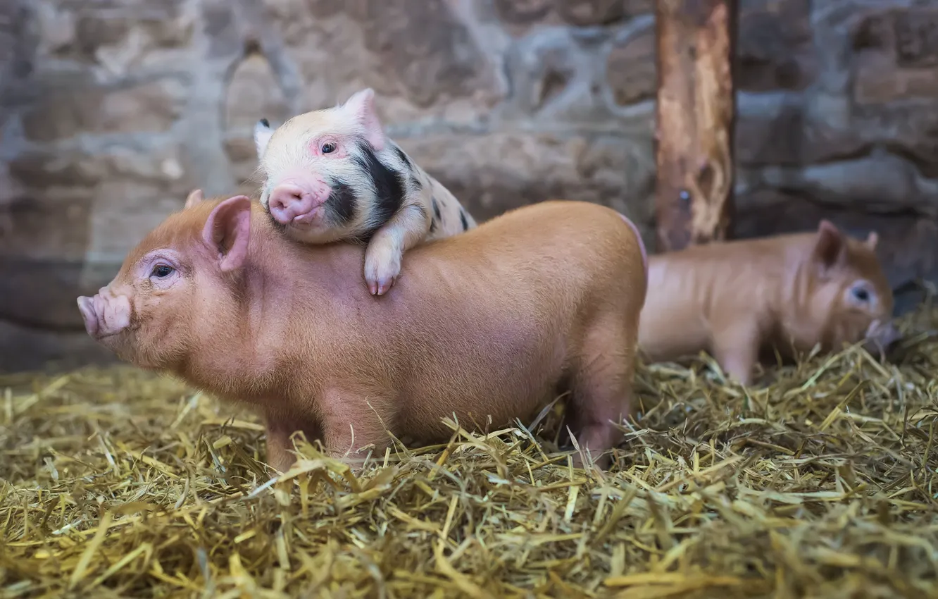 Photo wallpaper background, animal, the barn, pig