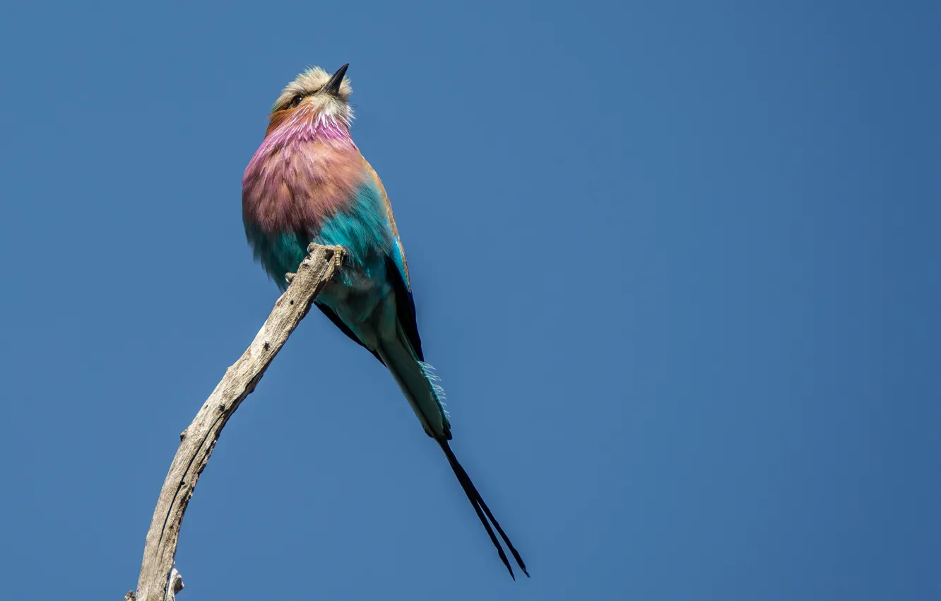 Photo wallpaper branches, bird, blue sky, wildlife, colored bird