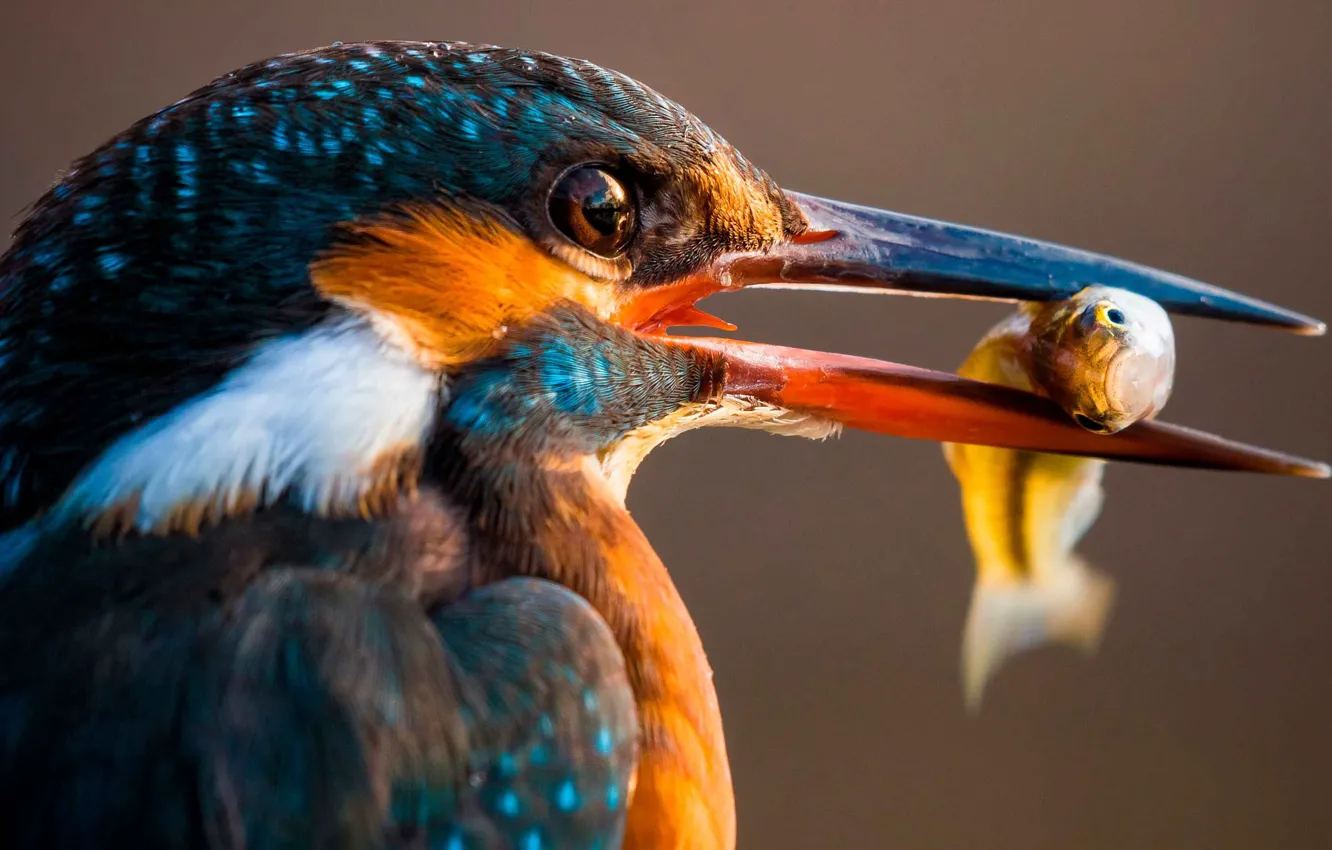 Photo wallpaper macro, bird, food, fish, beak, food, catch