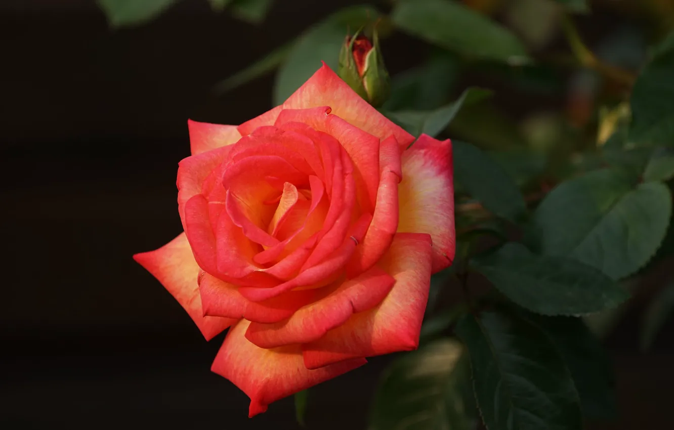 Photo wallpaper leaves, macro, bright, roses, petals, buds