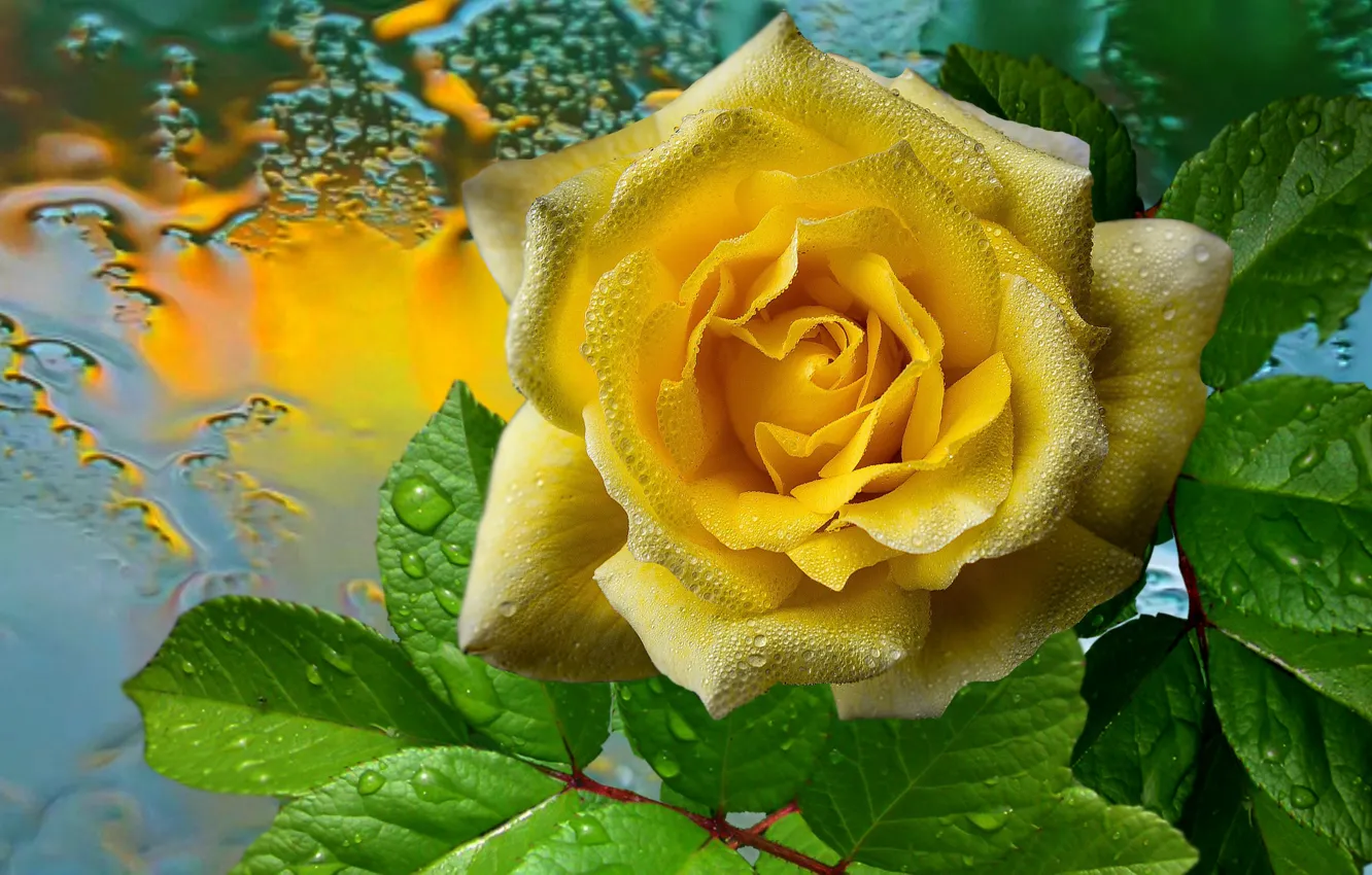 Photo wallpaper drops, rain, Rose, yellow