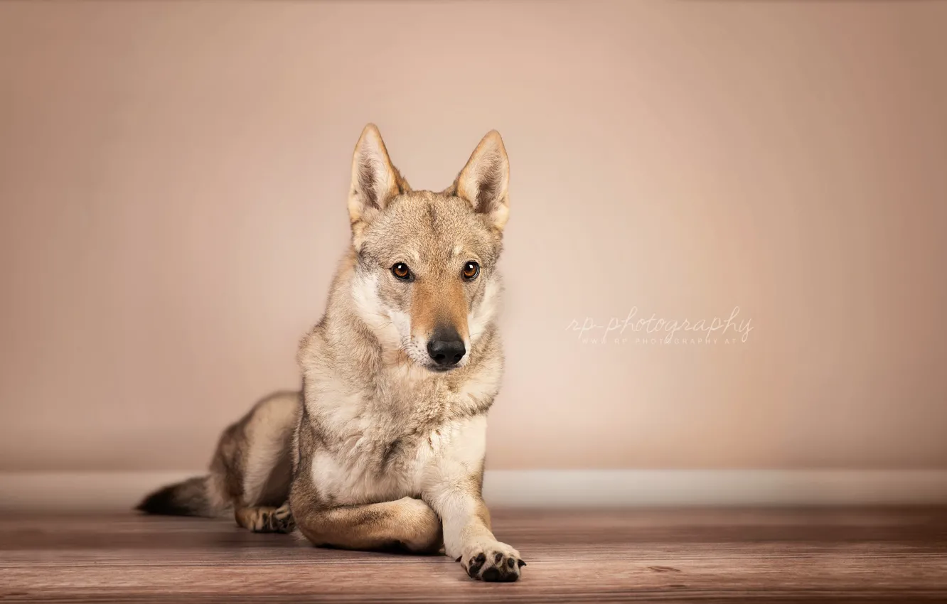 Photo wallpaper look, home, dog