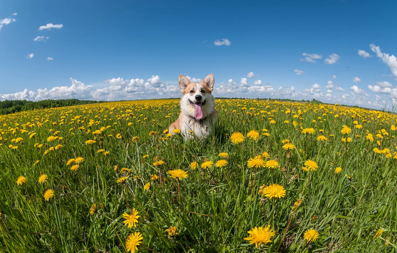 Photo wallpaper look, nature, pose, dog, face