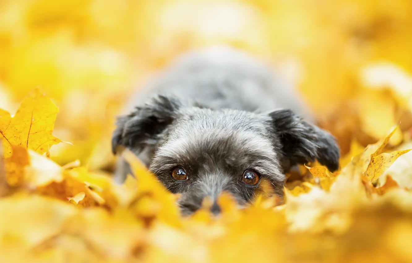 Photo wallpaper autumn, look, dog