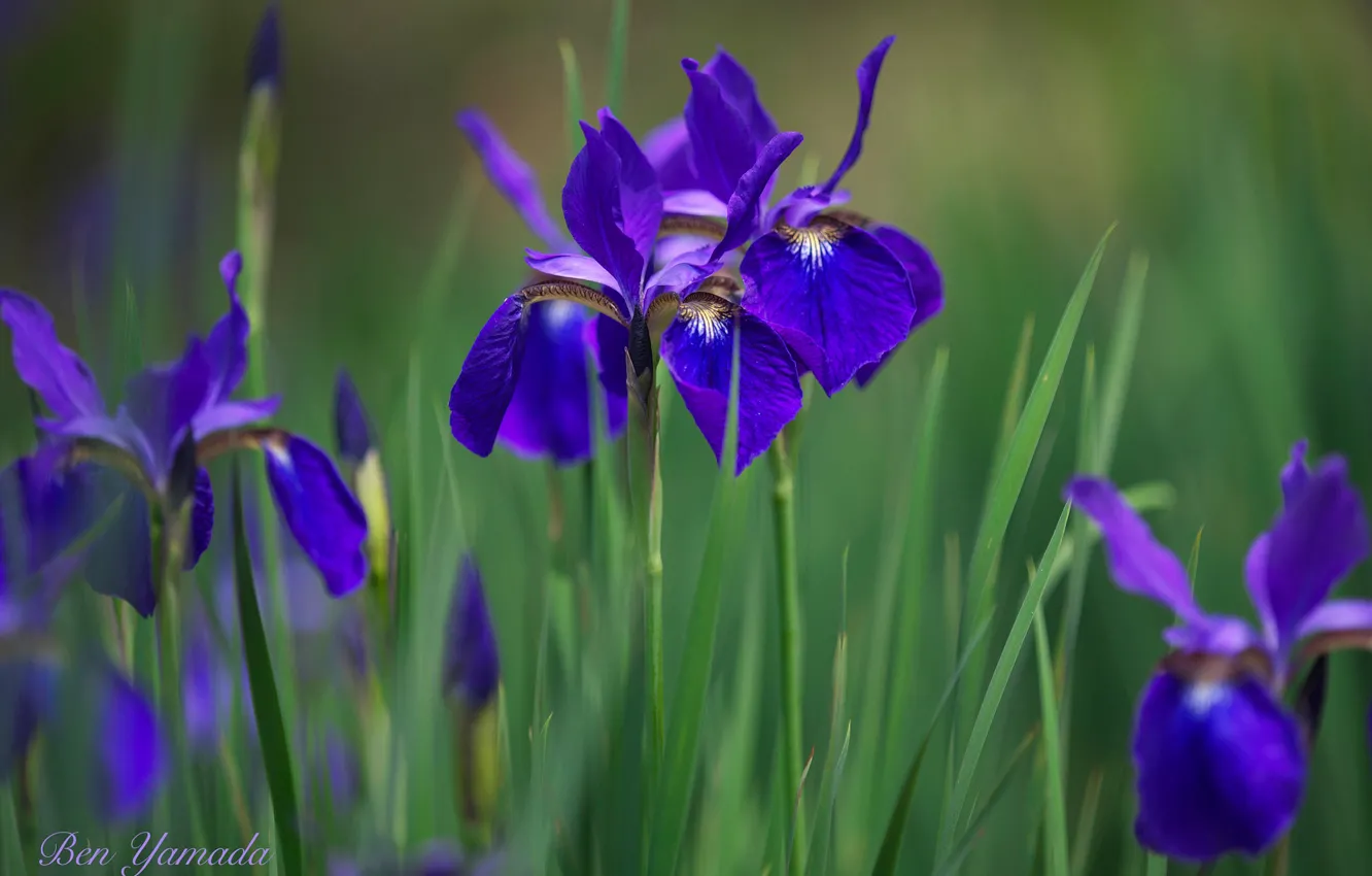 Photo wallpaper irises, flowering, I Yamada