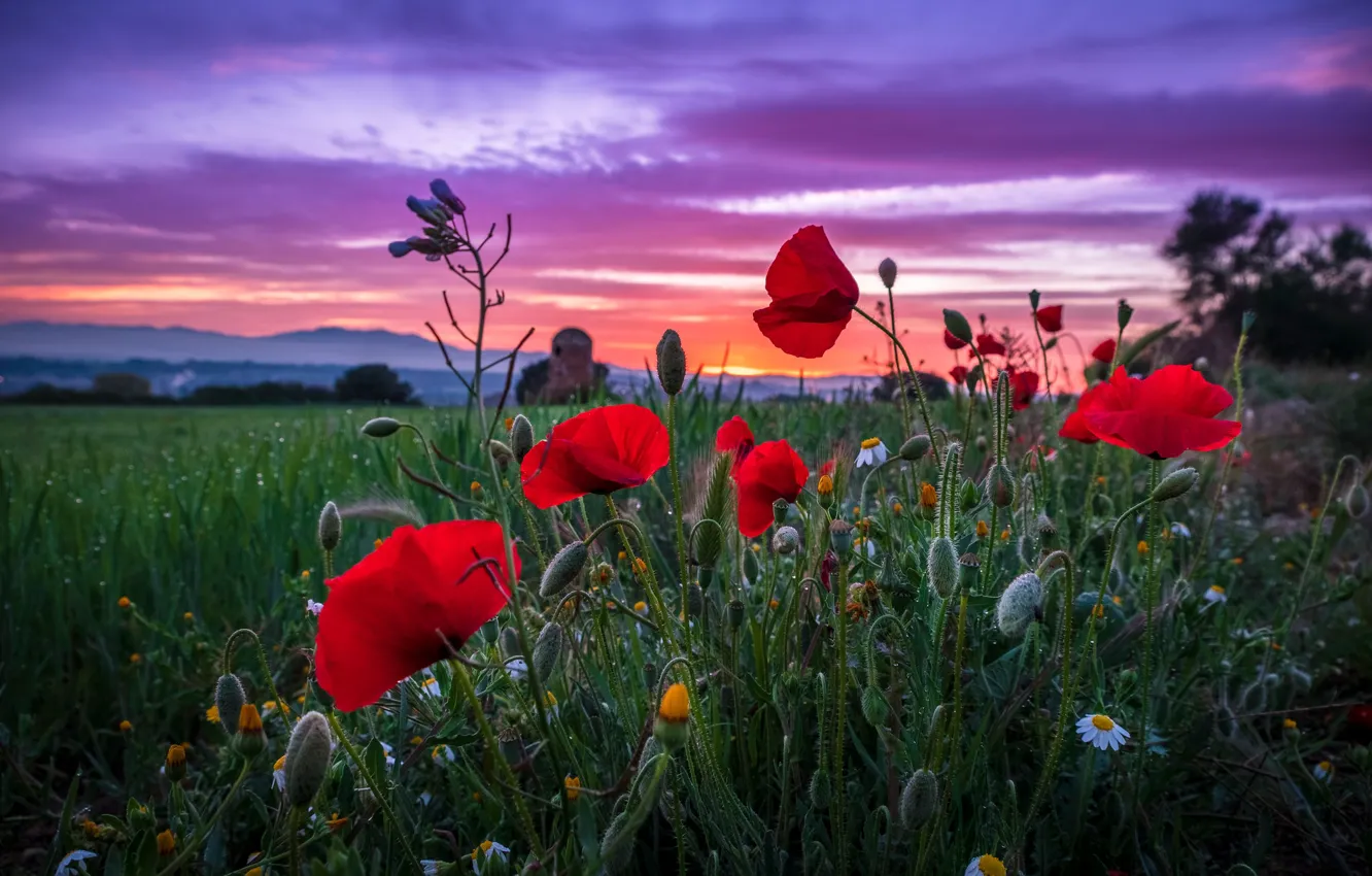 Photo wallpaper greens, field, summer, the sky, grass, clouds, sunset, flowers
