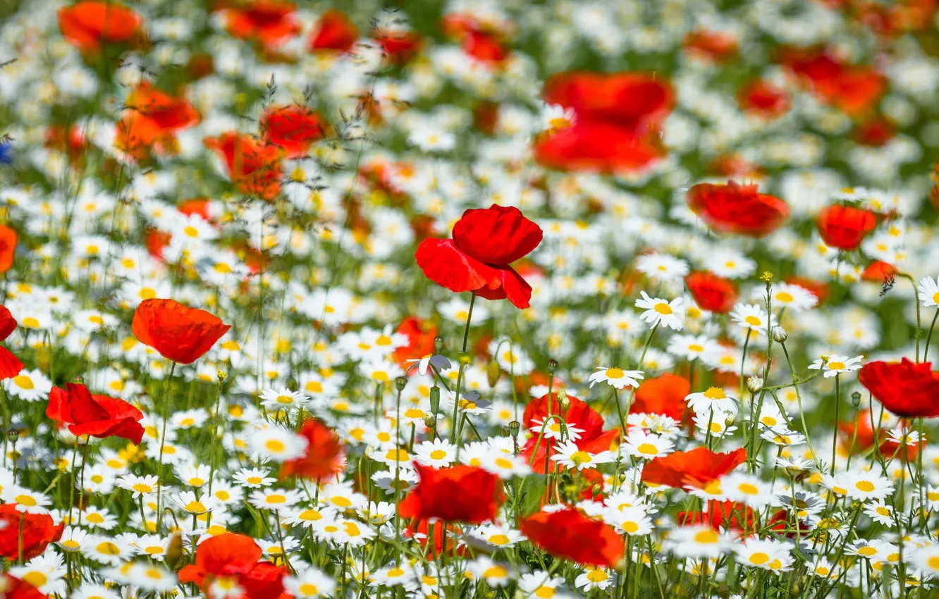 Photo wallpaper flowers, chamomile, Maki, meadow