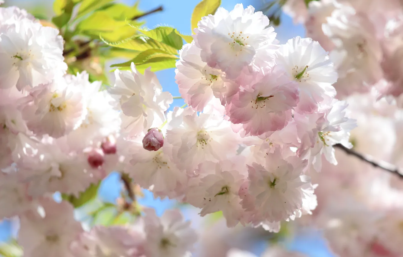 Photo wallpaper branches, tenderness, beauty, flowers, light, Sakura, buds, almonds