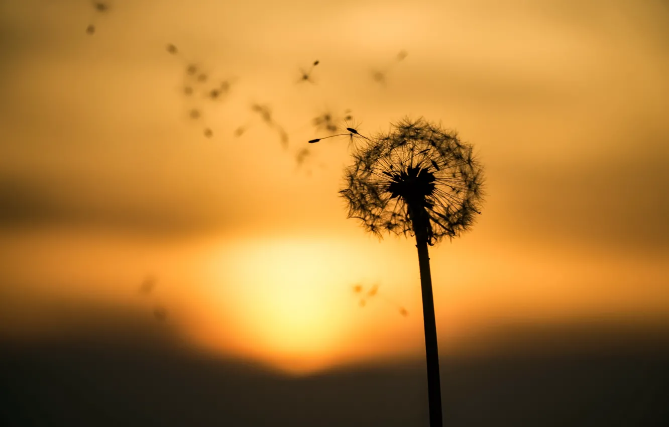 Photo wallpaper sunset, nature, dandelion