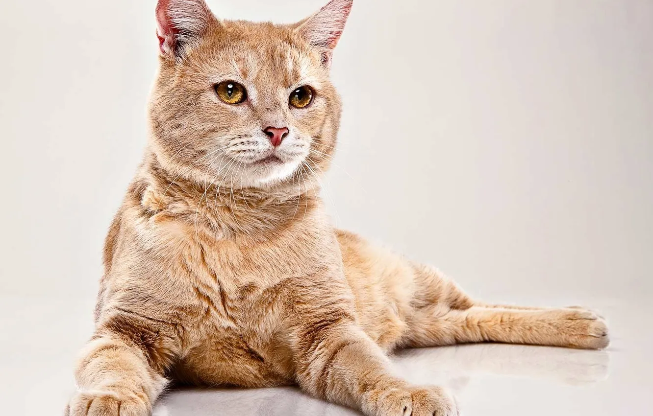 Photo wallpaper Koshak, red, important