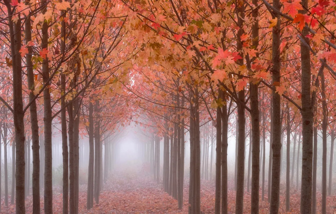 Photo wallpaper autumn, forest, trees, fog