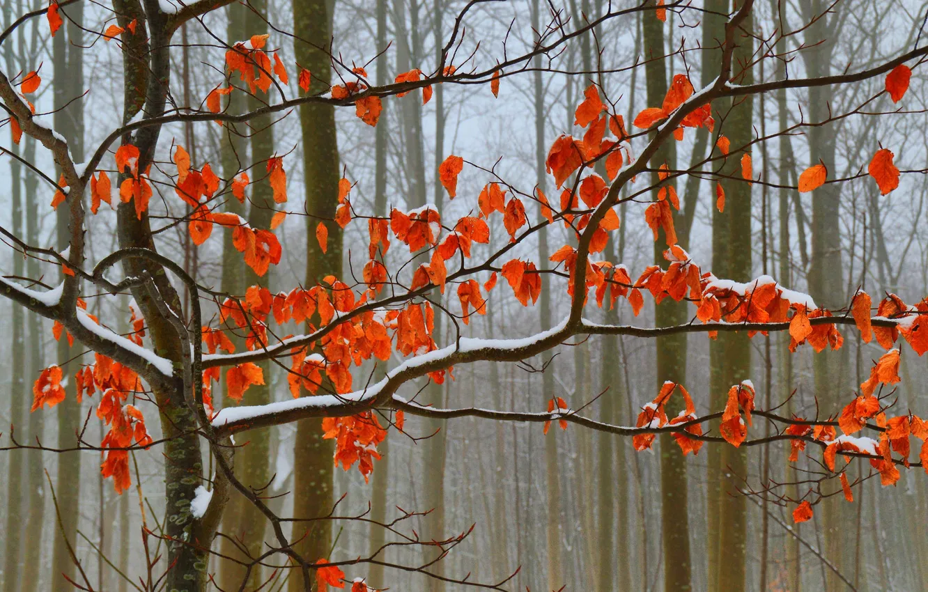 Photo wallpaper autumn, forest, leaves, snow