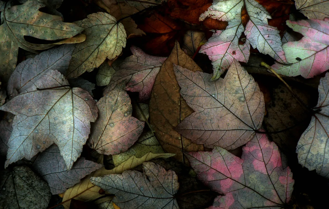 Photo wallpaper autumn, leaves, nature, color