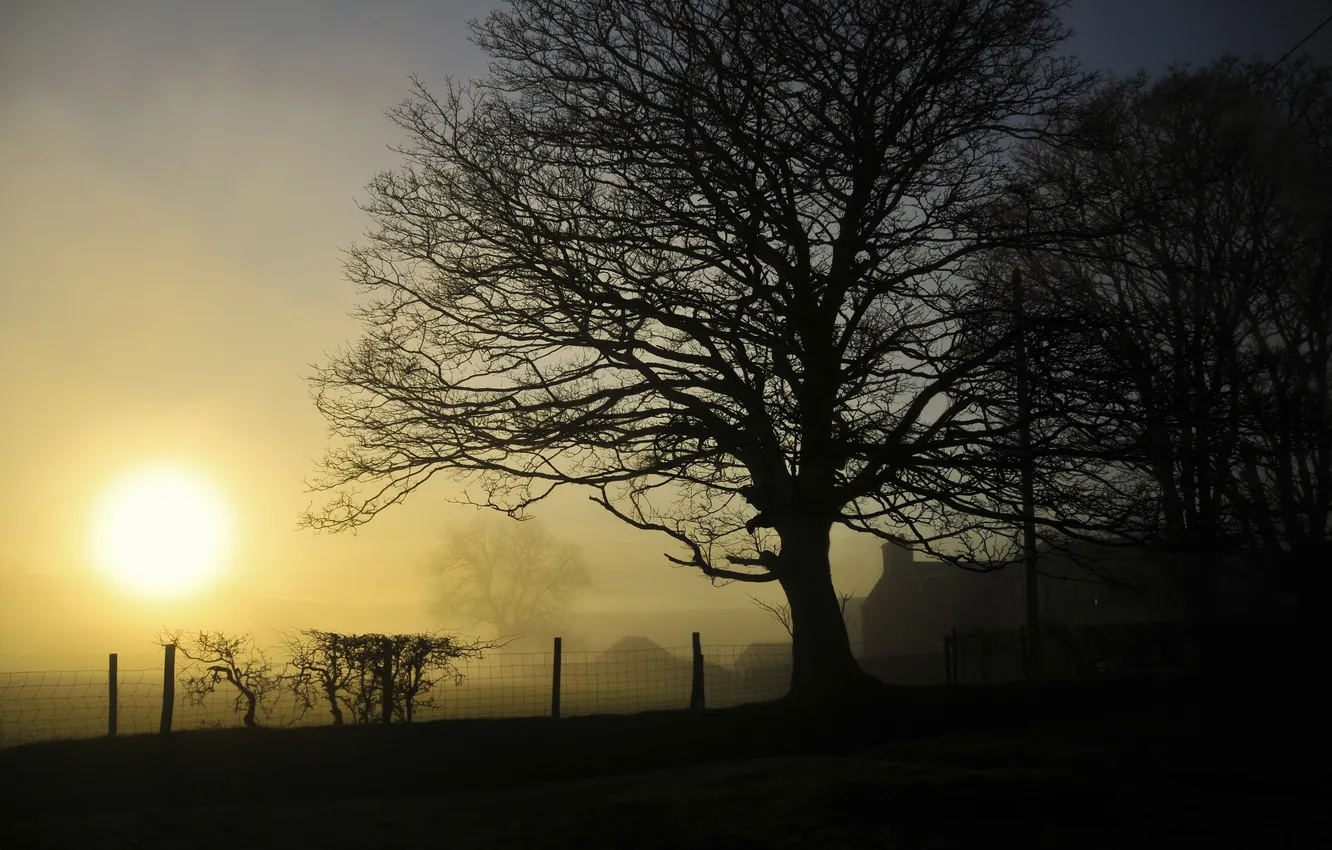 Photo wallpaper light, trees, landscape, nature, fog, the fence, haze, beautiful Wallpaper