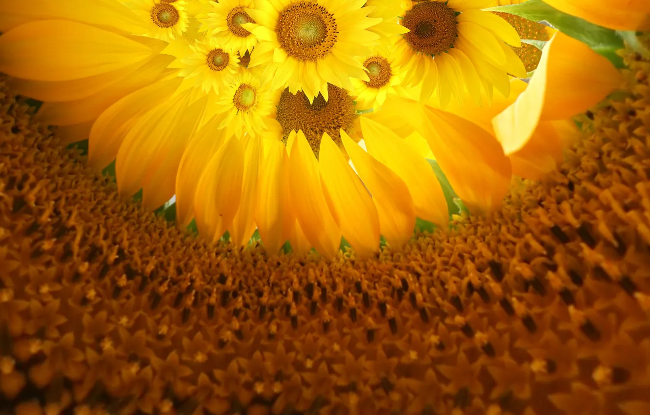 Photo wallpaper flowers, Sunflowers, mid