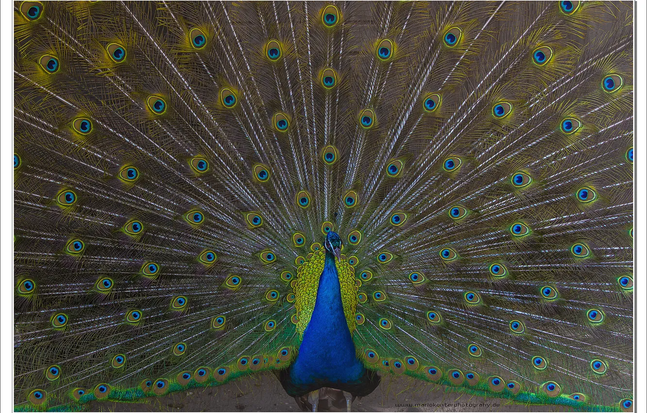 Photo wallpaper colors, animals, zoo, peacock, peacock feathers