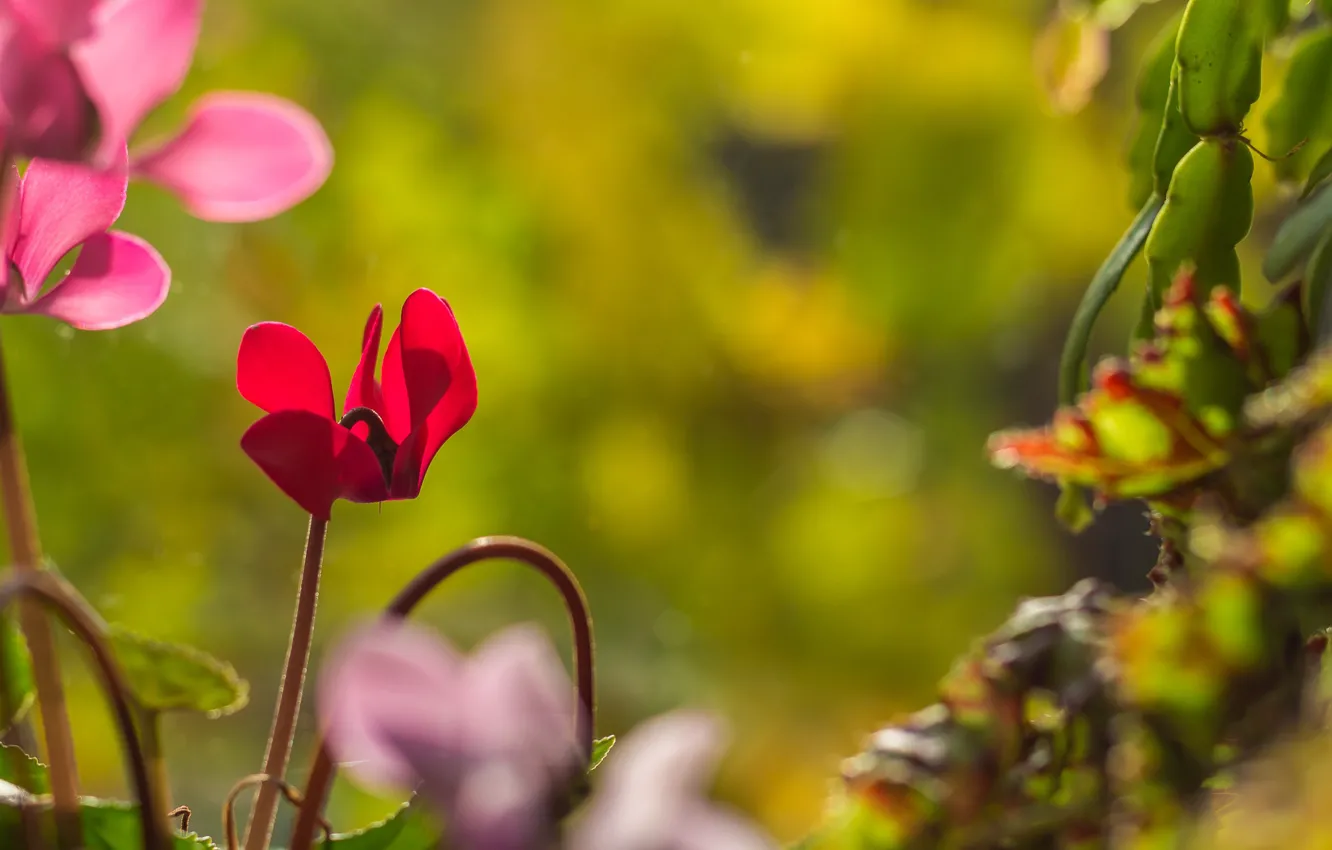 Photo wallpaper Flowers, Flowers, Bokeh, Cyclamen, Cyclamen