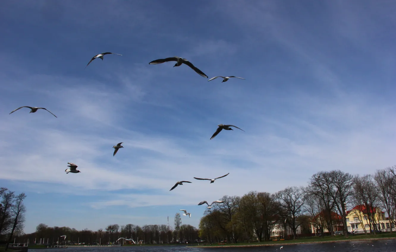Photo wallpaper seagulls, spring, Lake Superior, Kaliningrad