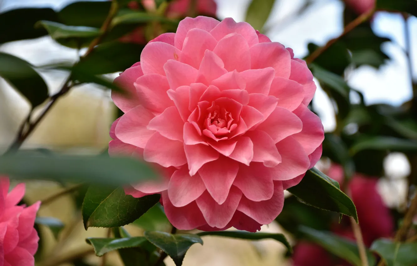 Photo wallpaper macro, pink, Camellia
