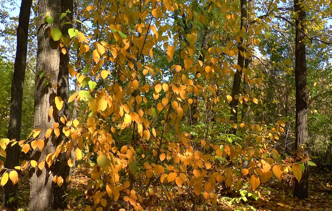 Photo wallpaper autumn, leaves, nature, glare