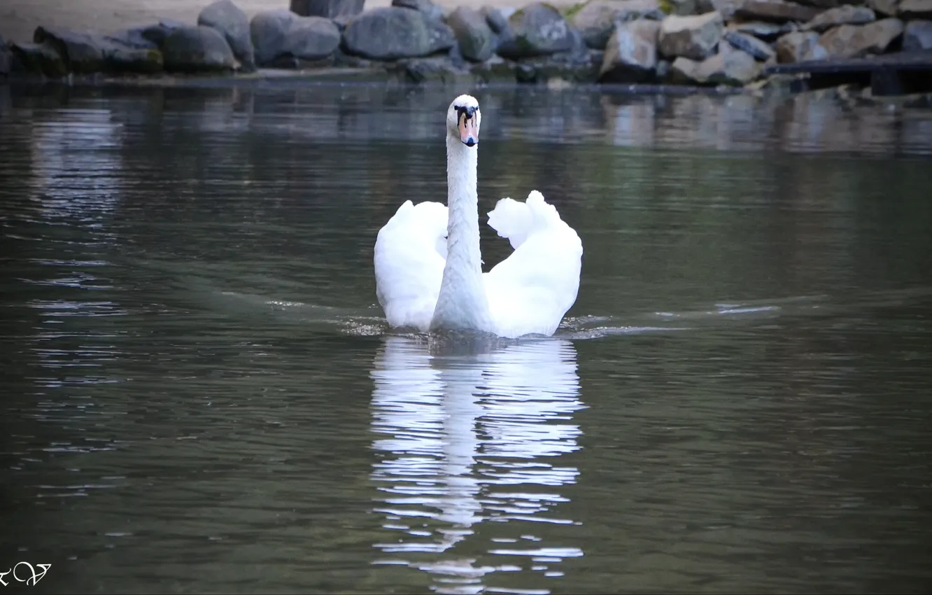Photo wallpaper lake, beautiful, Swan