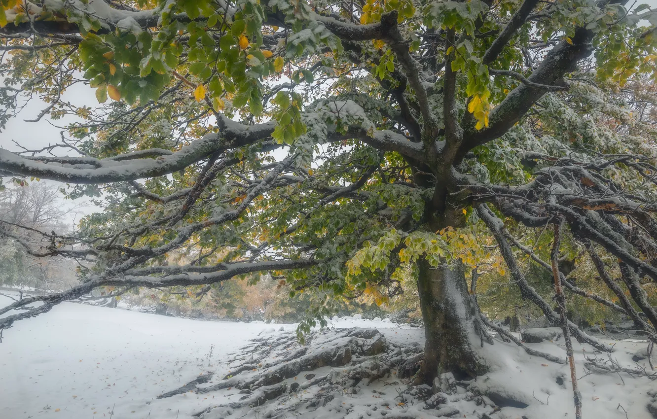 Photo wallpaper winter, autumn, forest, snow, trees, branches, nature, fog