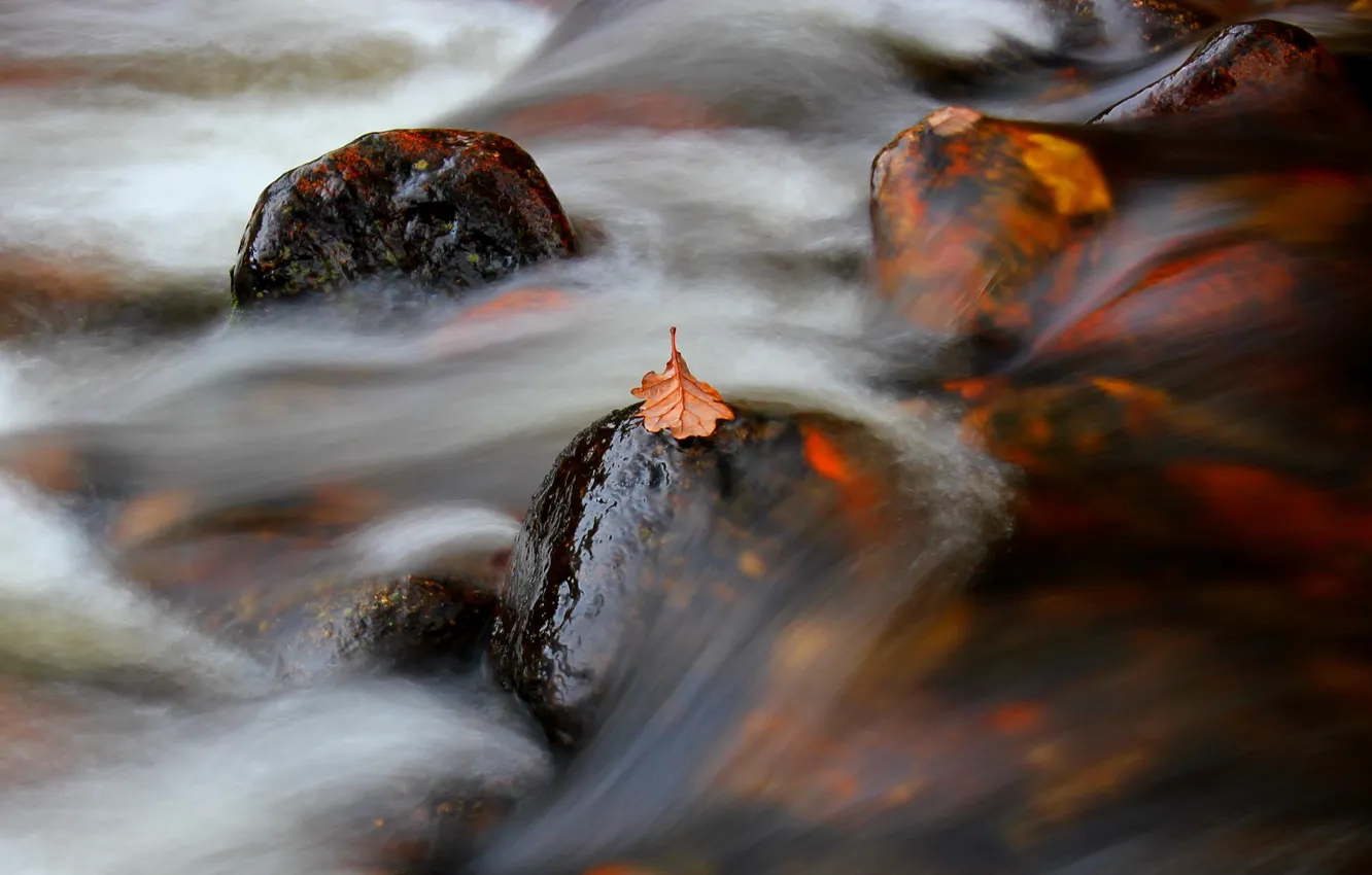 Photo wallpaper nature, sheet, river, stream