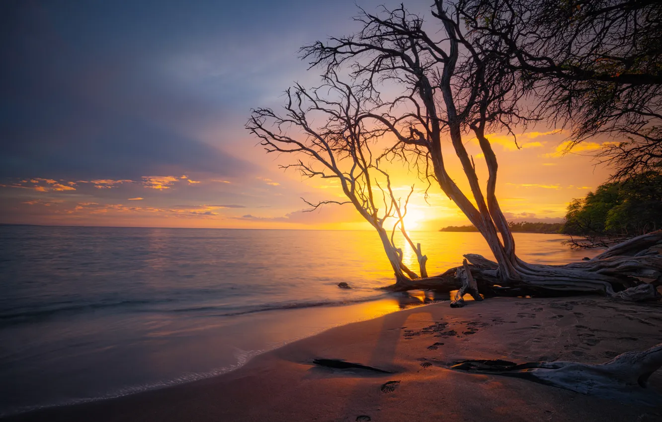 Photo wallpaper sand, sea, beach, the sun, trees, sunset, branches, shore