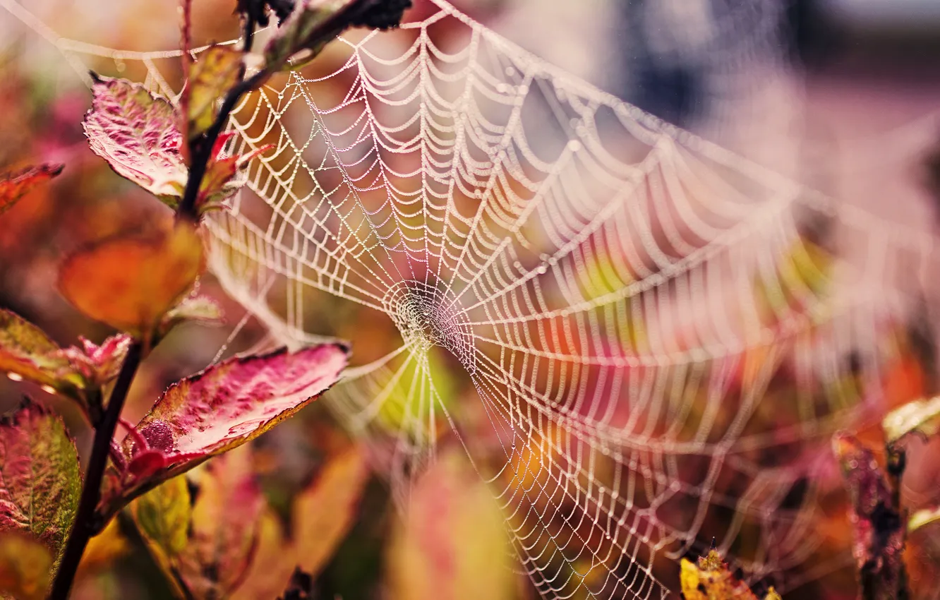 Photo wallpaper autumn, leaves, drops, macro, branches, nature, web