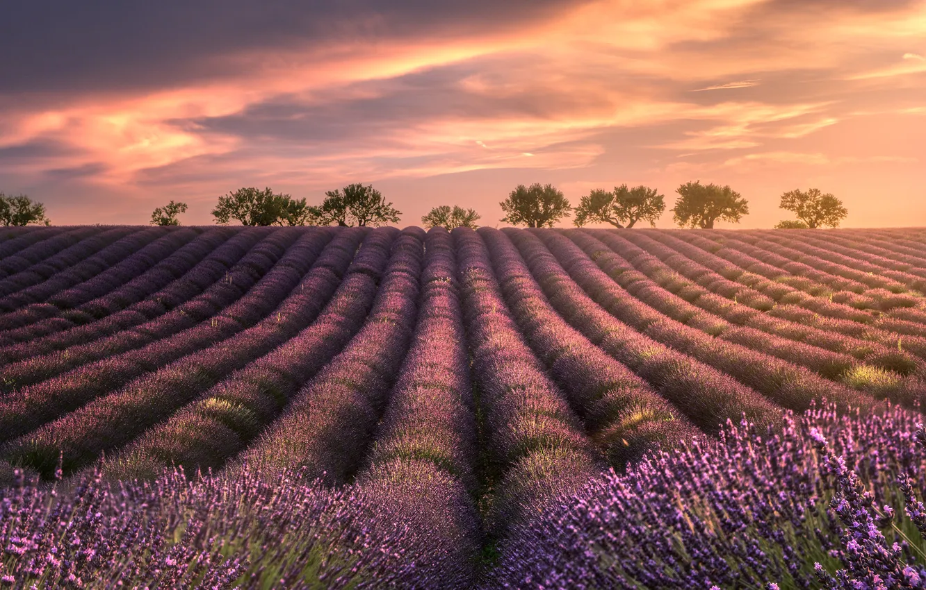 Photo wallpaper field, trees, flowers, lavender, plantation, lavender field