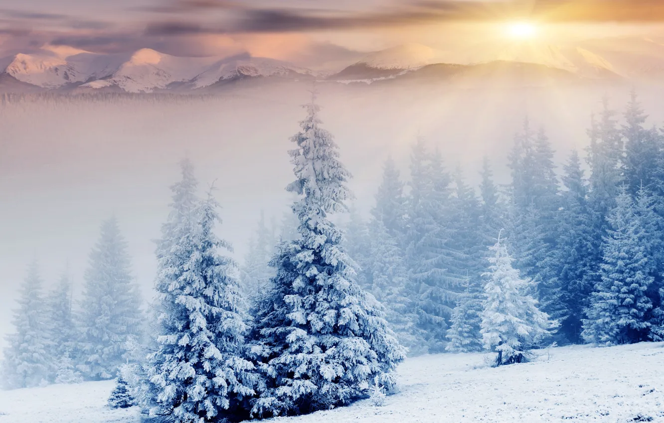 Photo wallpaper winter, snow, mountains, nature, tree, the sun's rays