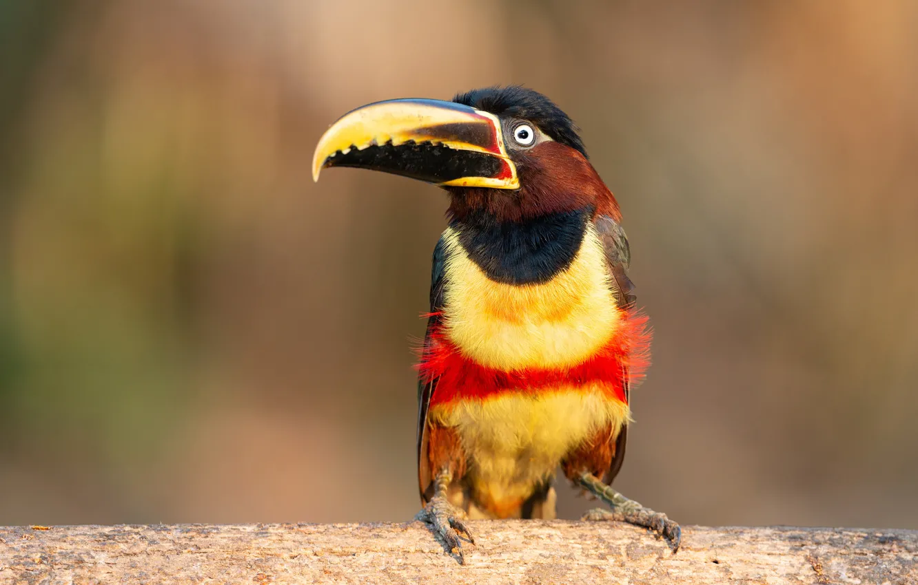 Photo wallpaper look, background, bird, portrait, Toucan