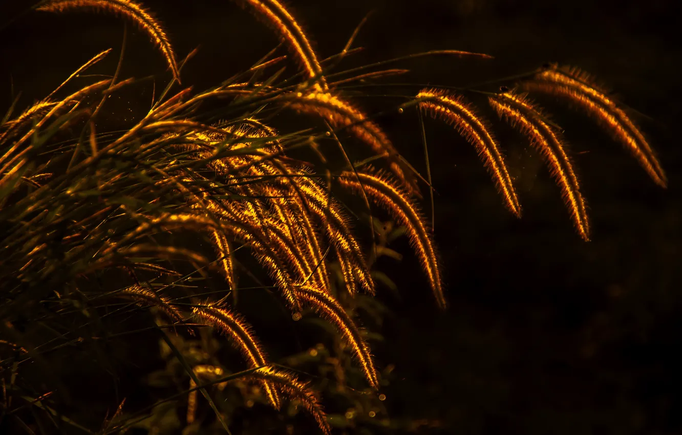 Photo wallpaper grass, plant, lighting, spikelets